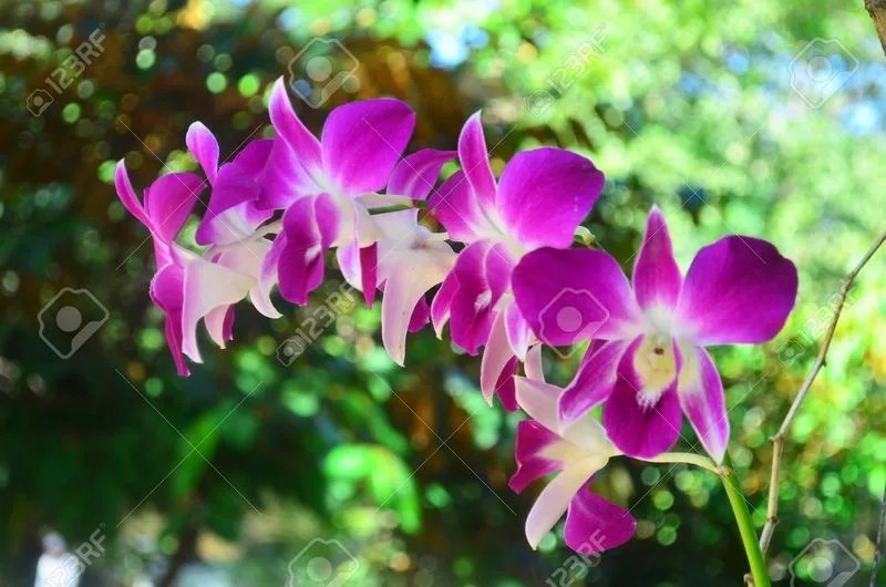 Orchids from Southeast Asia