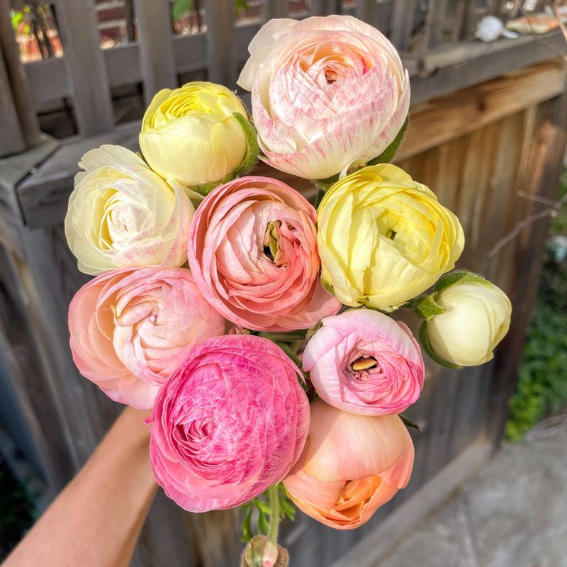 Ranunculus