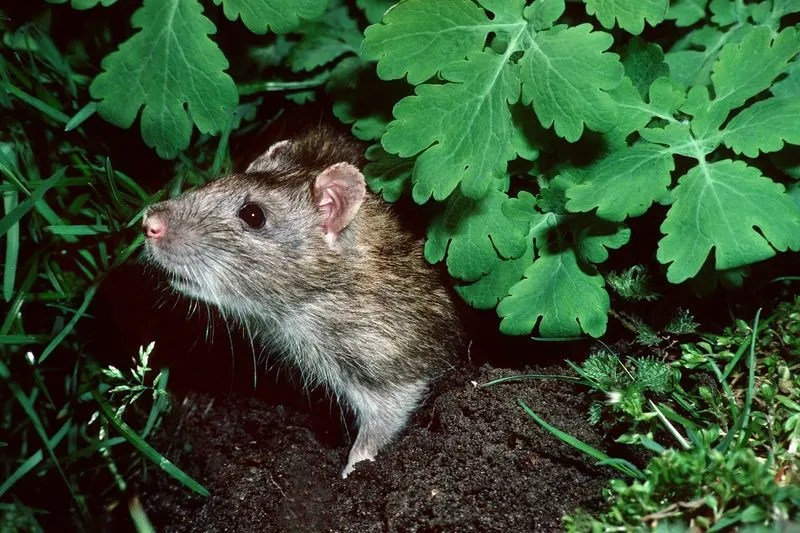 Rodent Infestations
