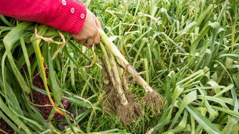 Rotate Crops Annually