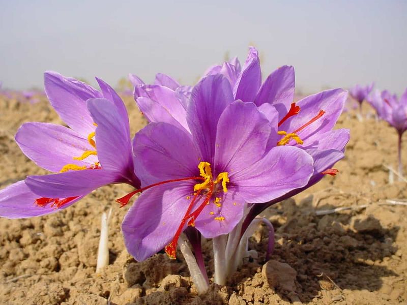 Saffron Crocus from Iran