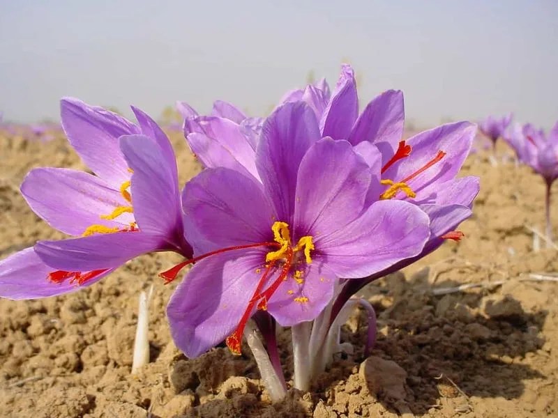 Saffron Crocus from Iran