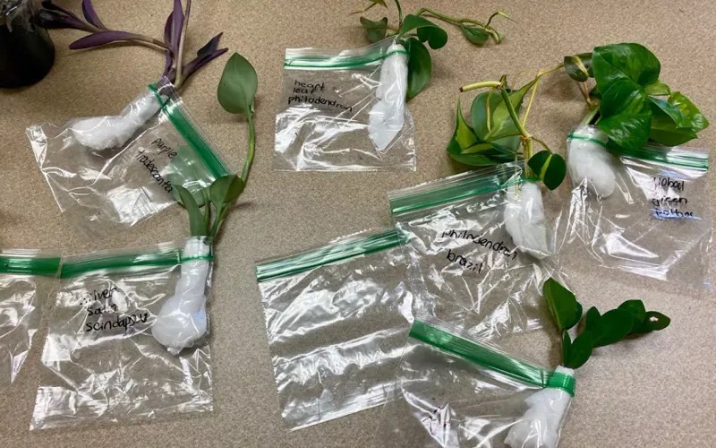 Seed Swapping Events