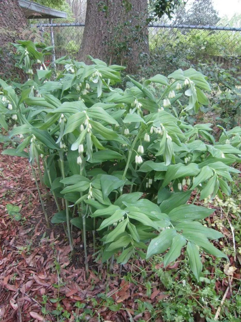 Solomon&rsquo;s Seal