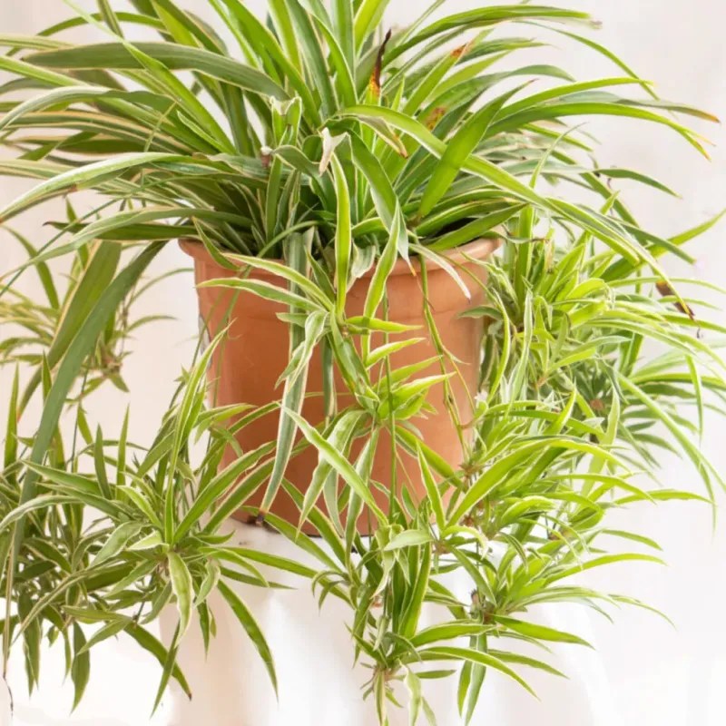 Spider Plant