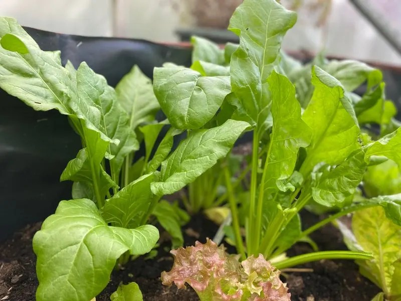 Spinach (Perpetual)