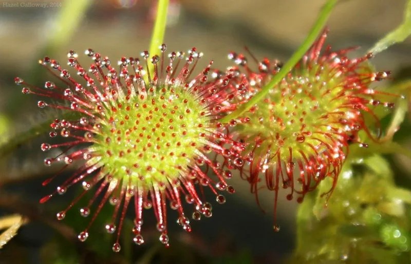 Sundew