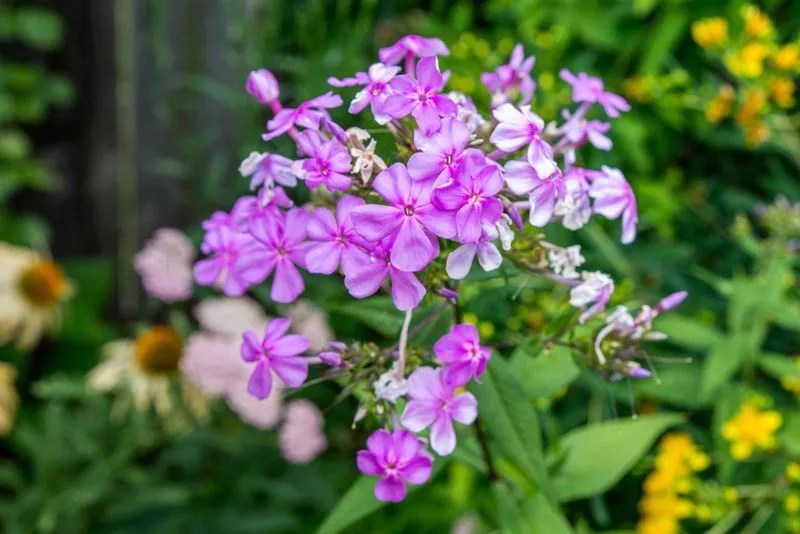Tall Phlox