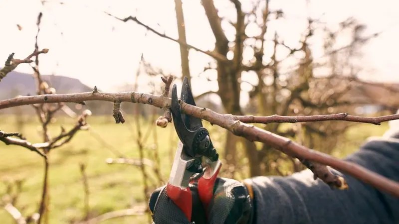 Understand Tree Structure