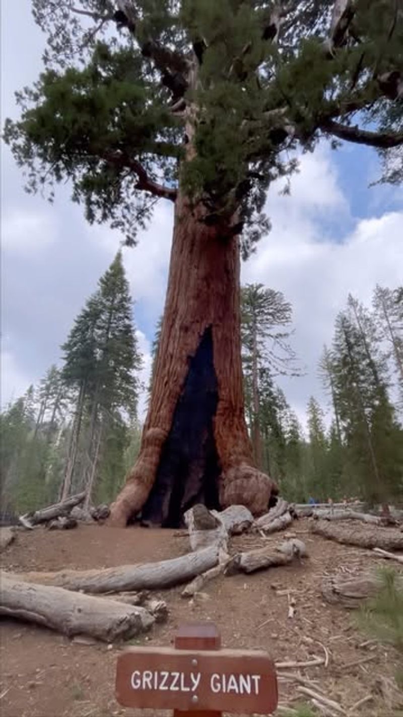 Role in Conservation