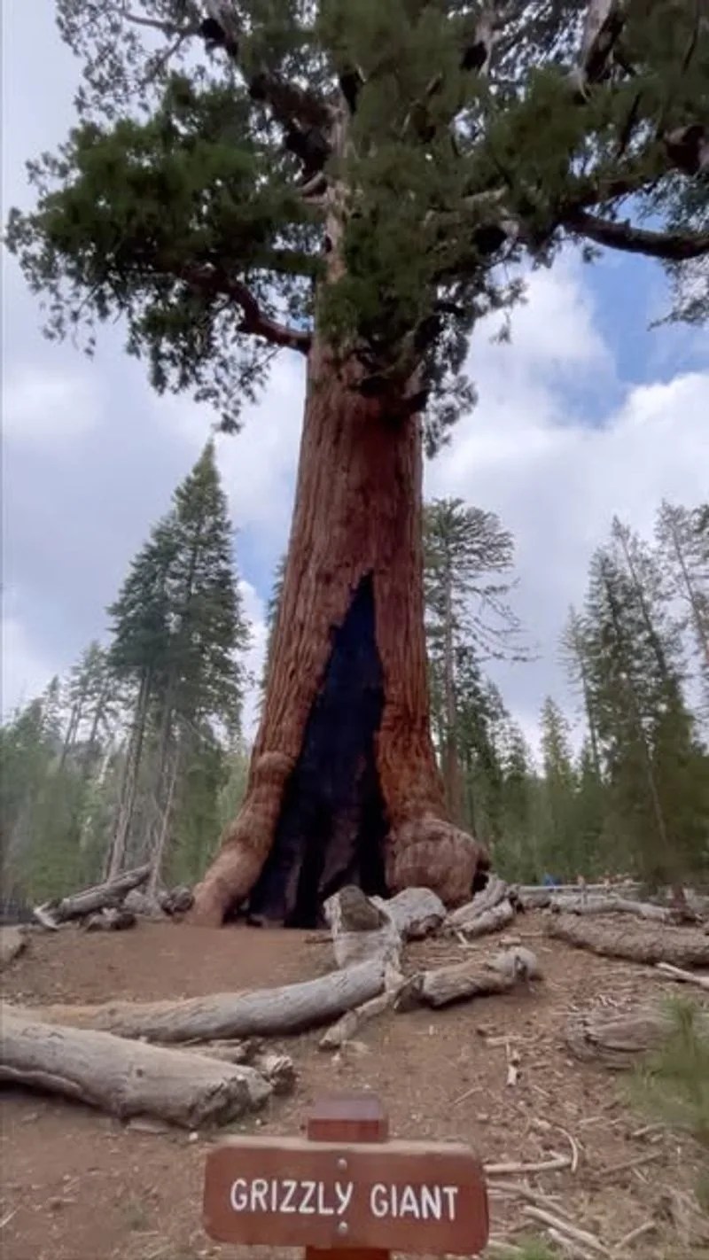 Role in Conservation