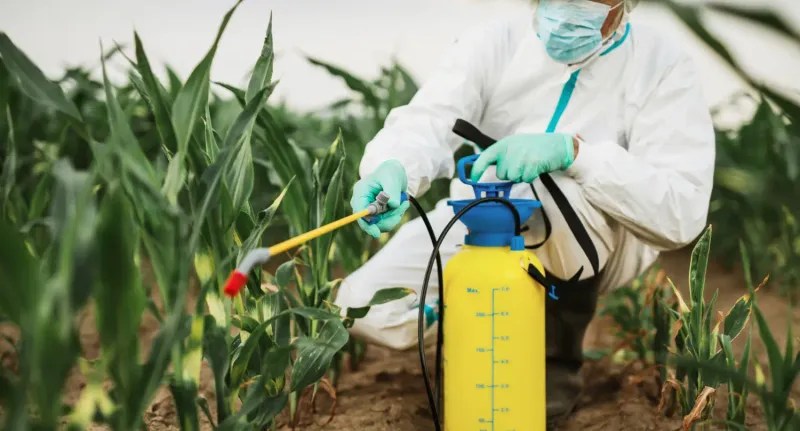 Use Natural Pest Control Solutions