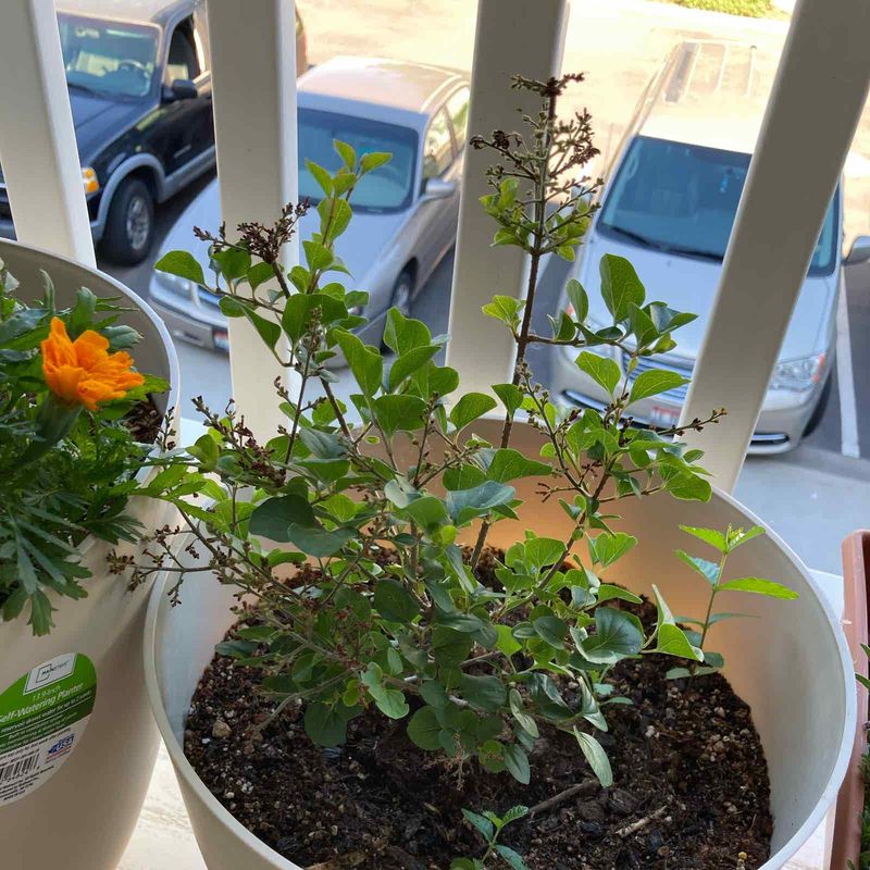 Using the Wrong Soil Type