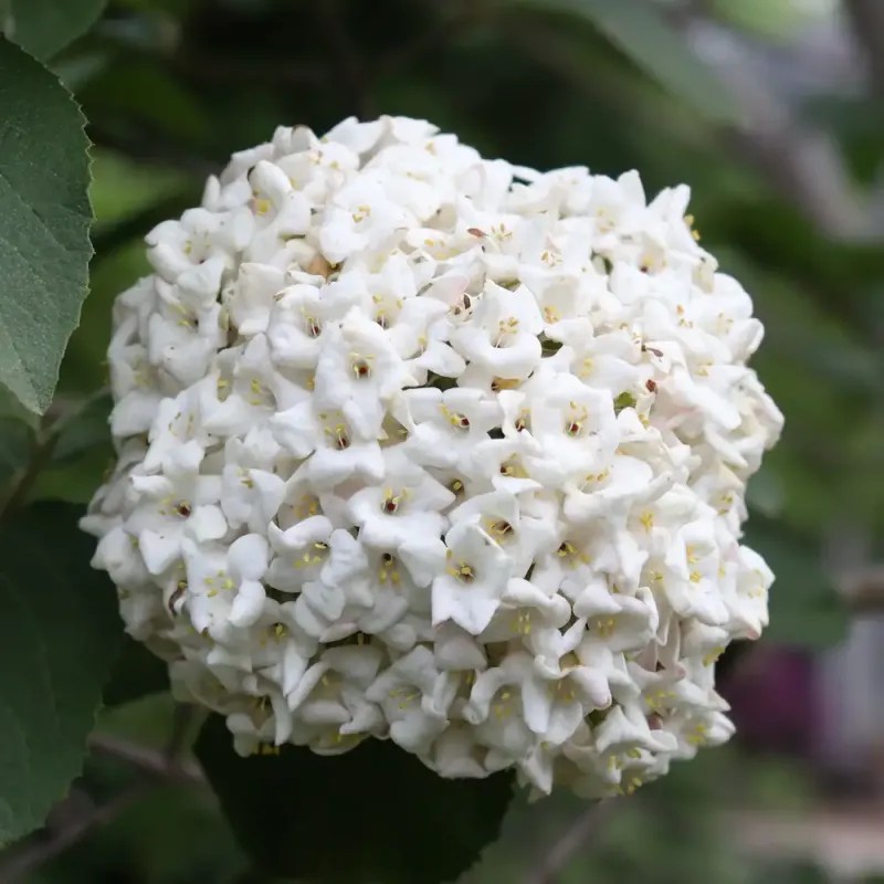 Viburnum
