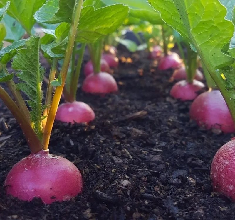 Prepare Soil Properly