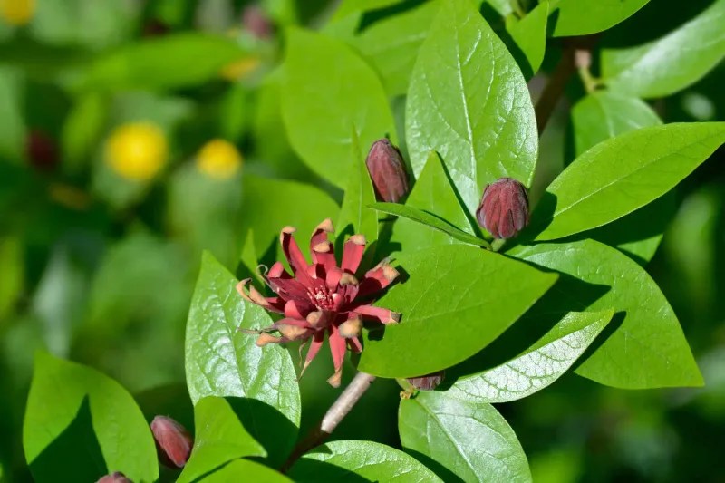 Sweetshrub