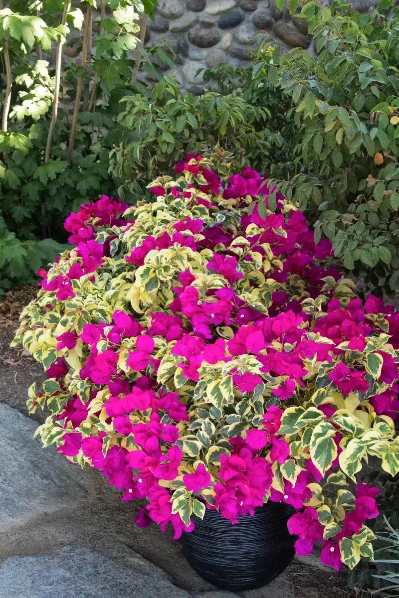 Bougainvillea &lsquo;Raspberry Ice&rsquo;