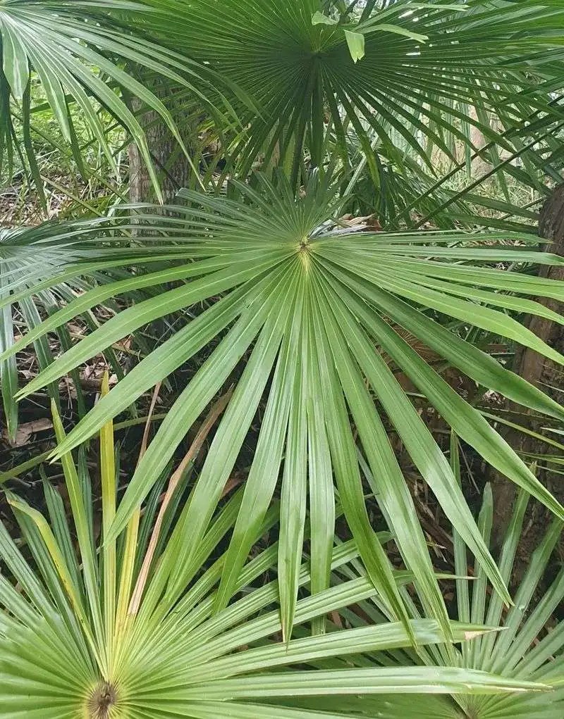 Cabbage Tree