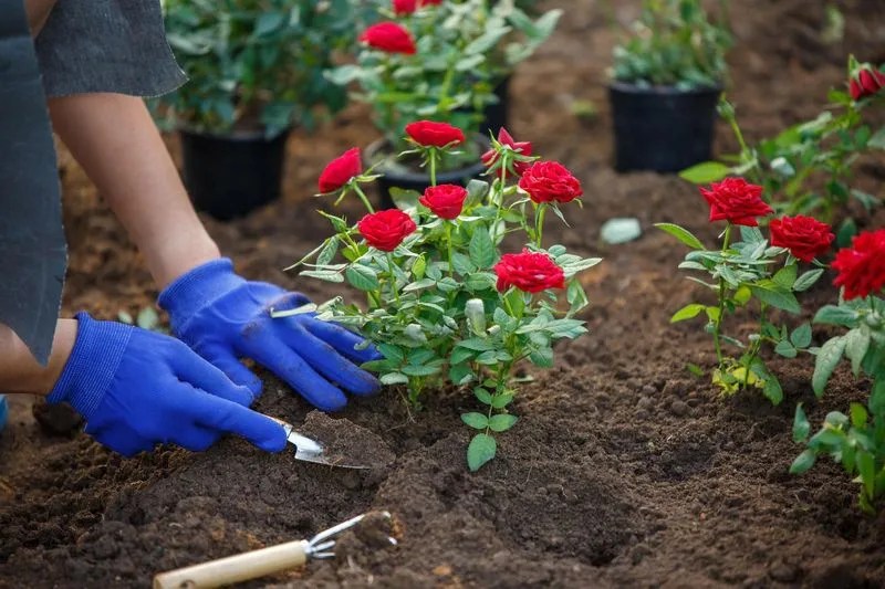 Checking Soil pH