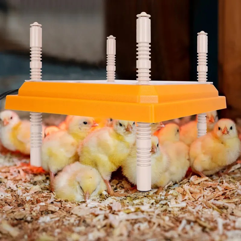 Chick Brooder Heating Plate