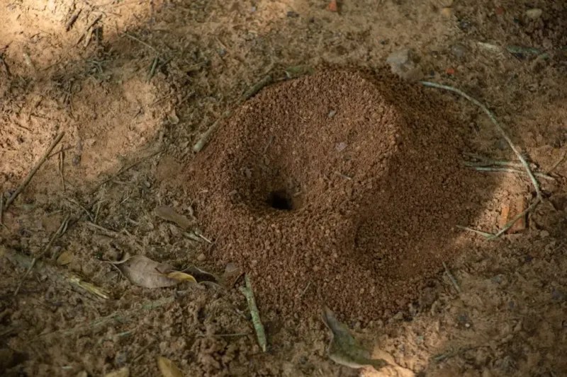 Coffee Grounds