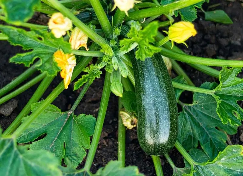Zucchini