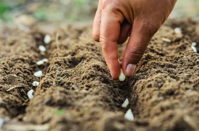 Plant Seeds at the Right Time