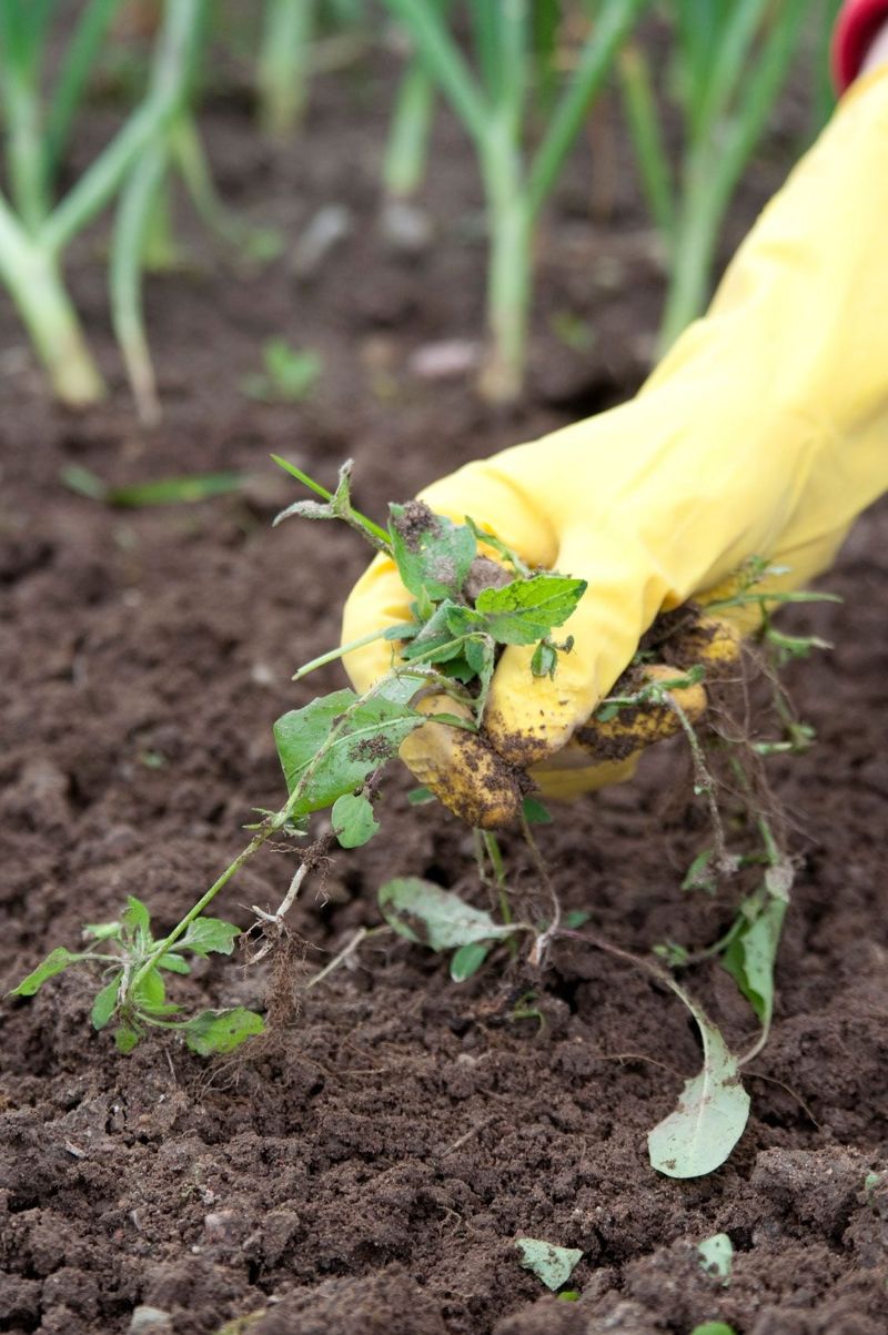 Control Weeds Regularly