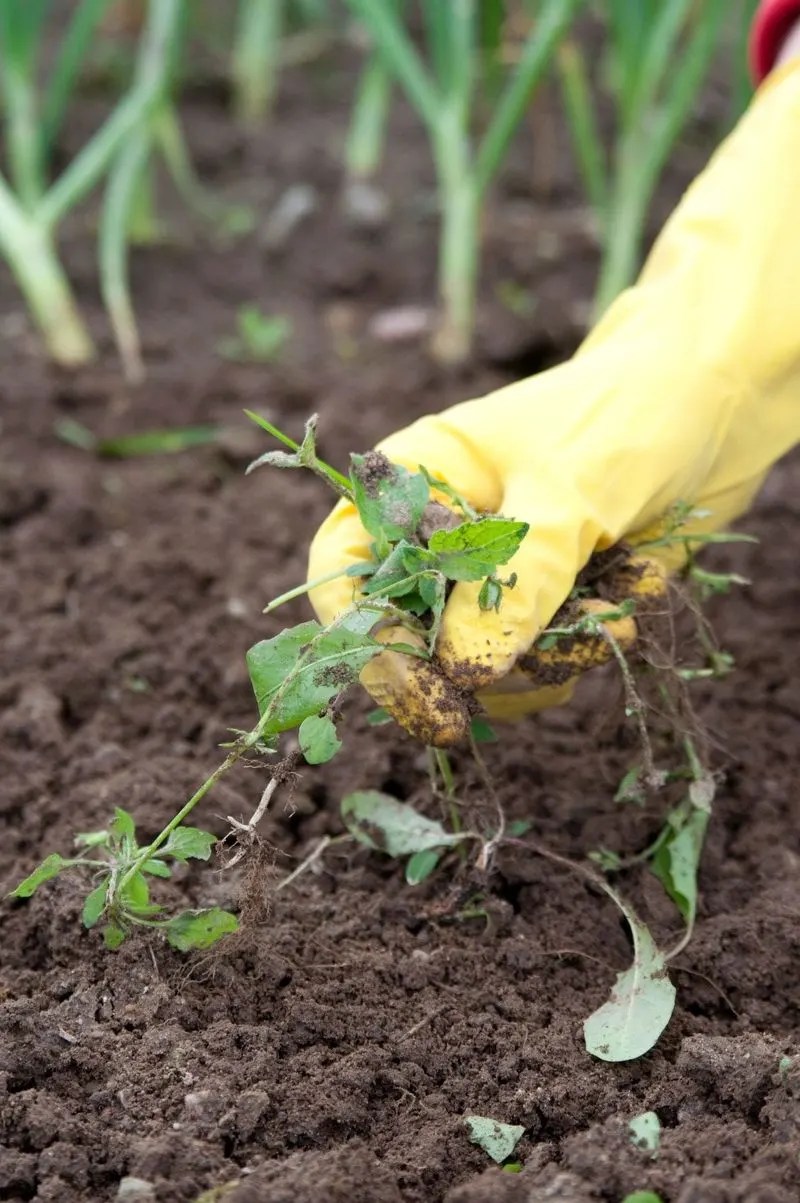 Control Weeds Regularly