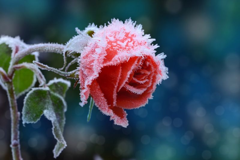 Frost Protection