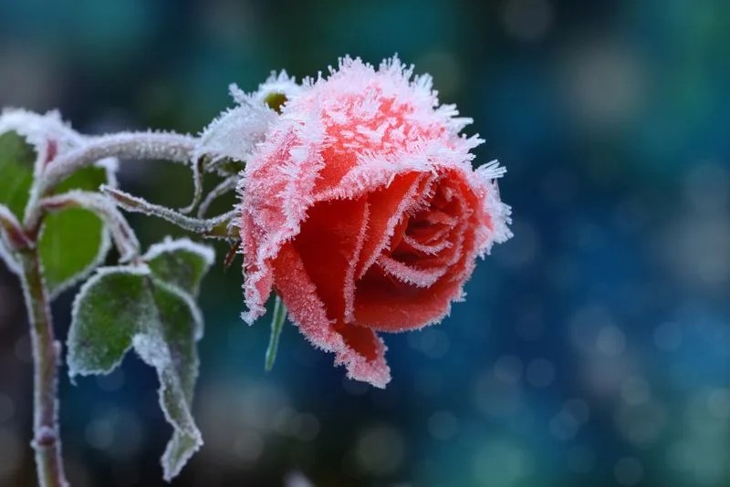 Frost Protection