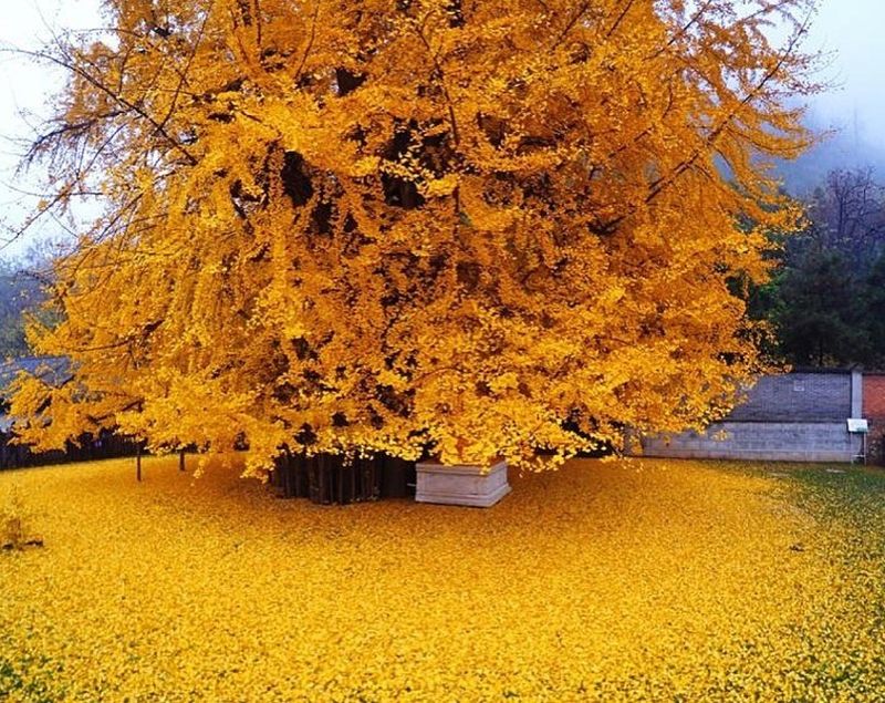 Gingko Tree