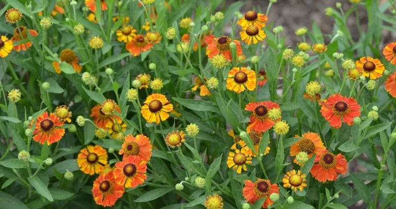 Helenium