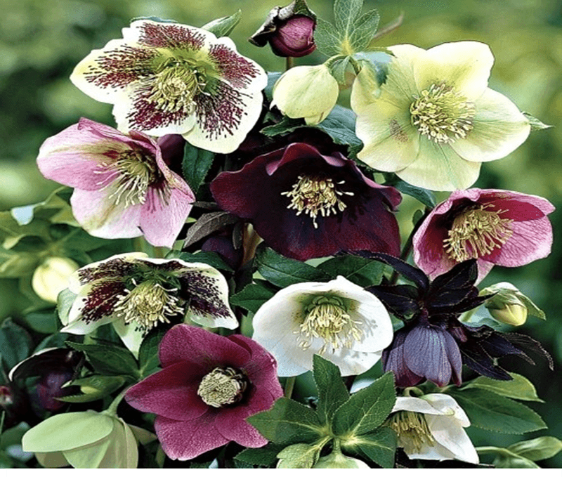 Hellebore