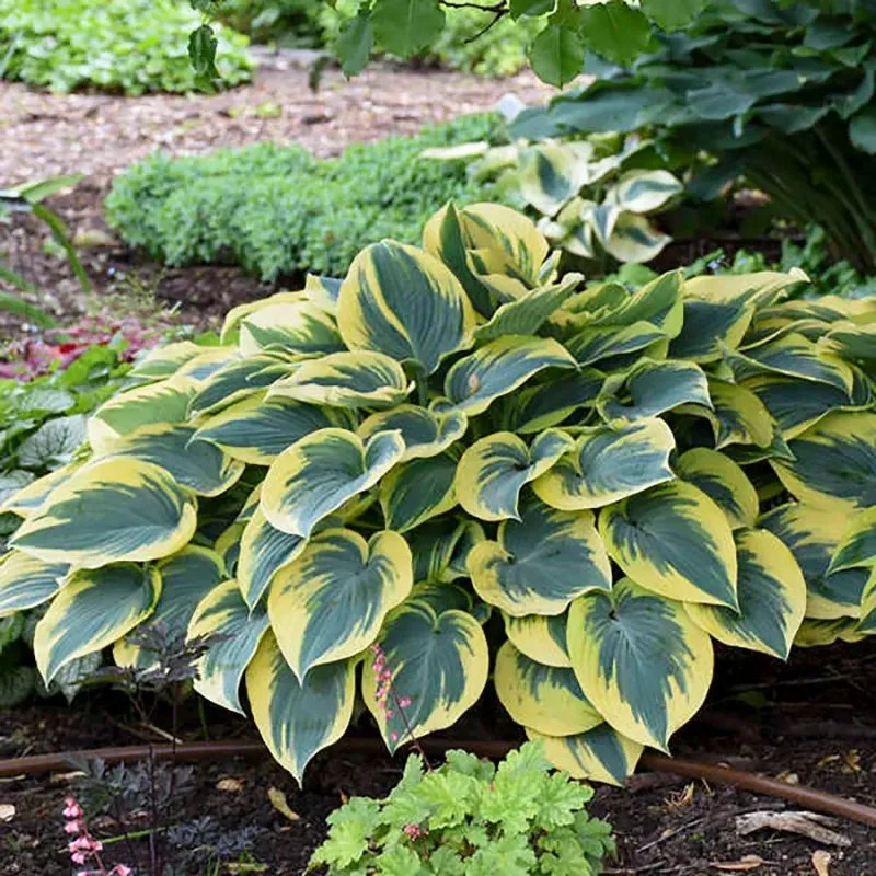 Hosta