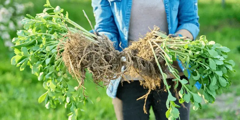 Dividing Overgrown Plants