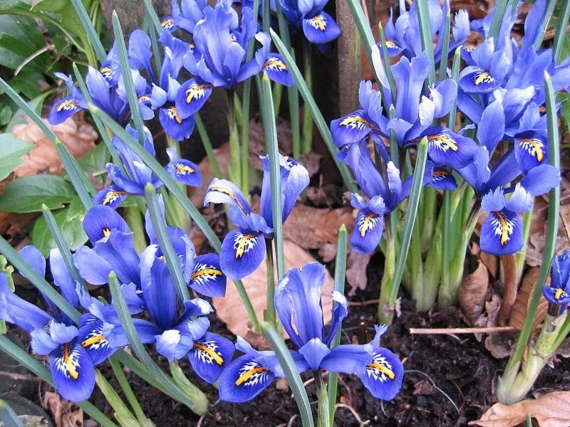 Iris Reticulata