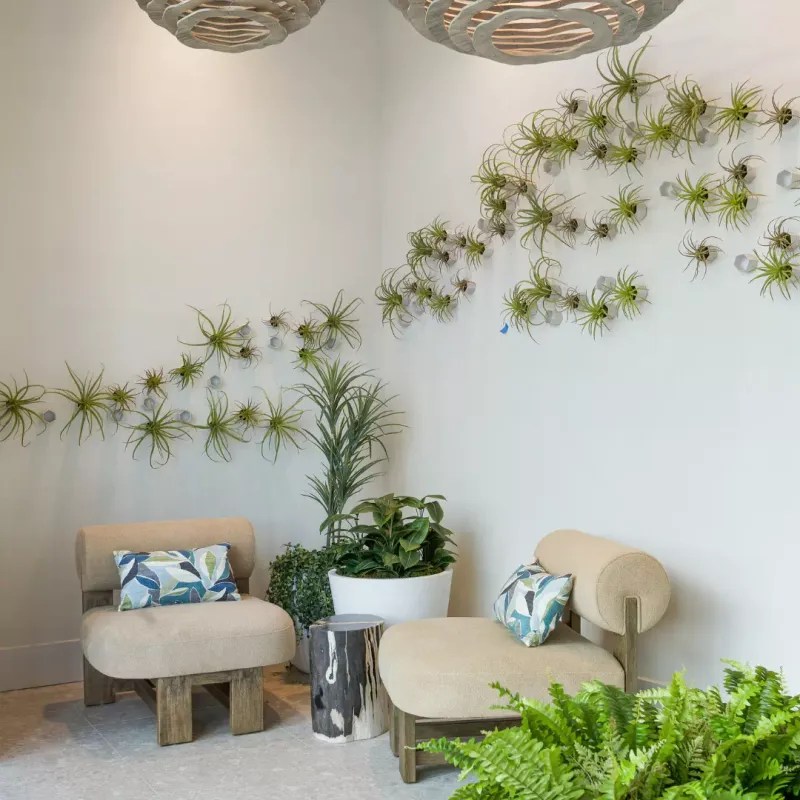 Air Plant Display