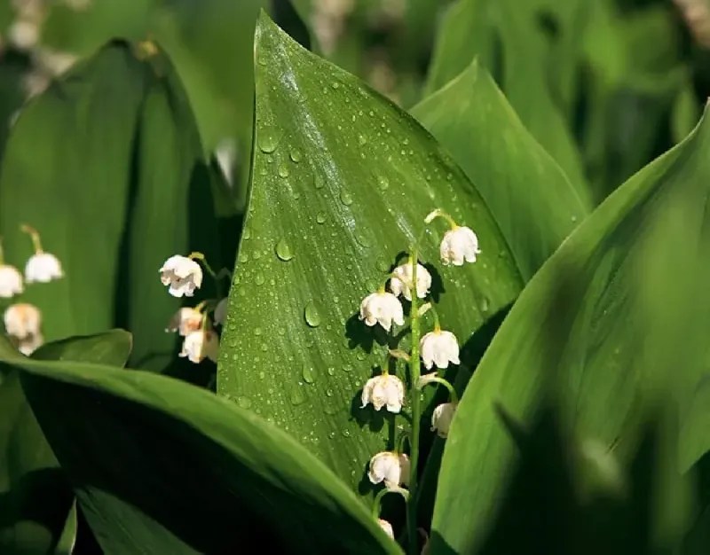 Lily of the Valley