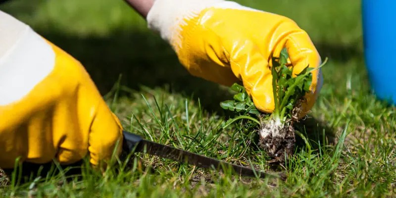 Weed Control Strategies
