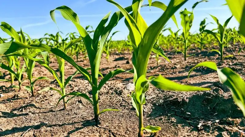 Fact: Soil Management is Essential