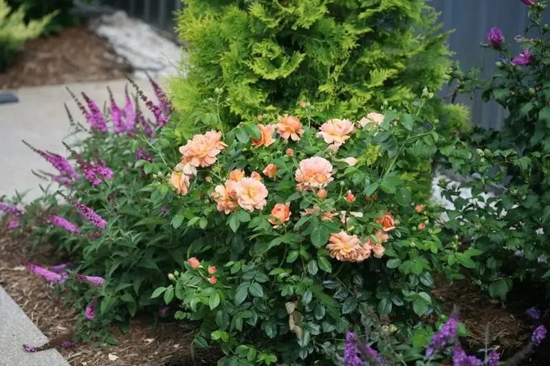 Planning for Companion Planting