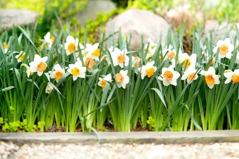 Planting Daffodils