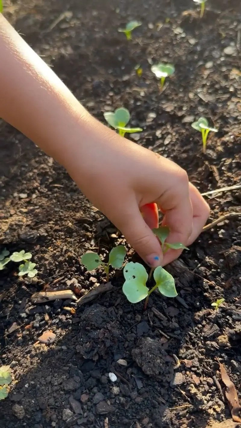 Sow Seeds Correctly