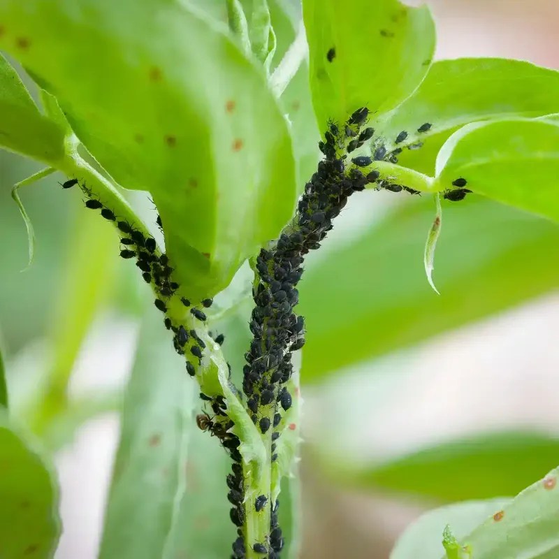 Protect from Pests