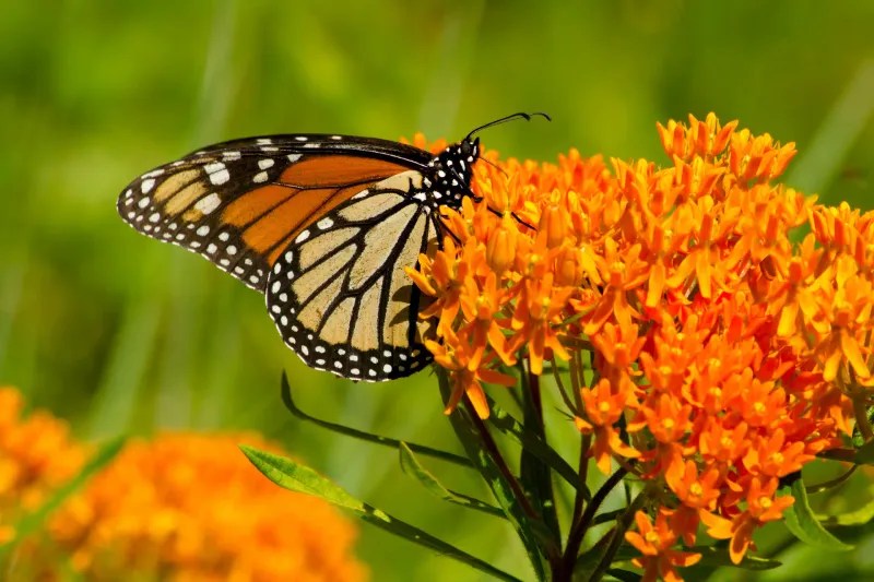 Butterfly Milkweed