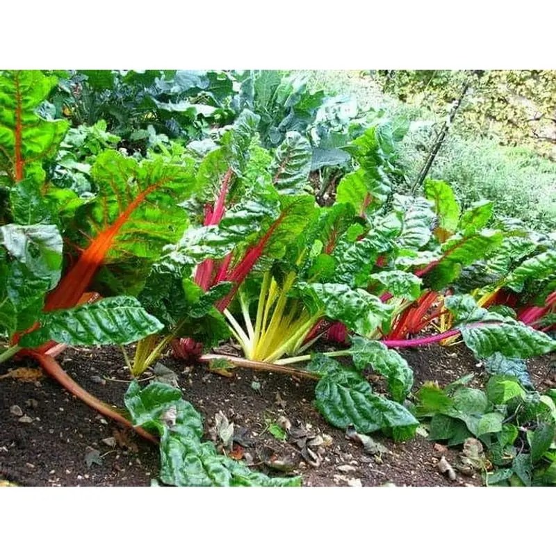 Rainbow Chard: A Splash of Color