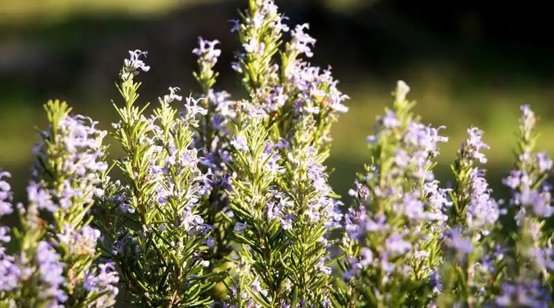 Rosemary: Robust and Resilient
