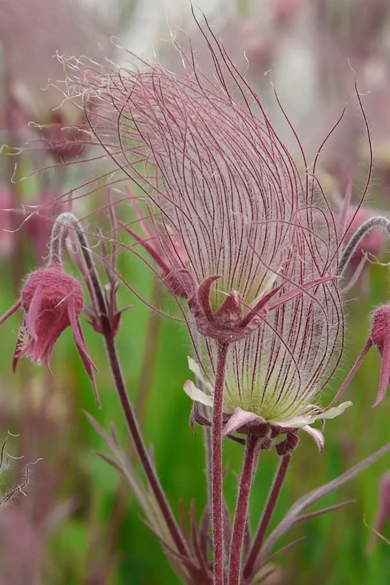 Prairie Smoke