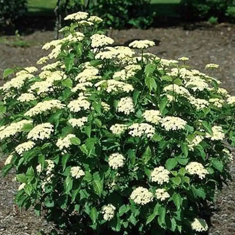 Arrowwood Viburnum